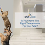 pets ac temp las vegas 900x675 1