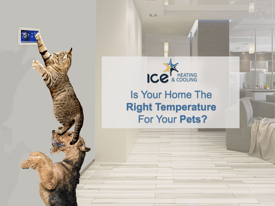 pets ac temp las vegas 900x675 1