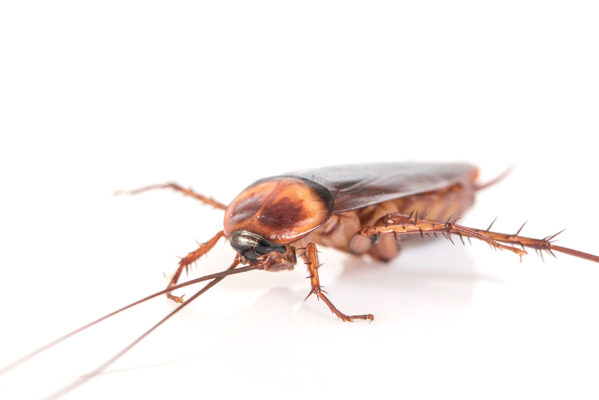 Do Cockroaches Thrive in Air Conditioning?